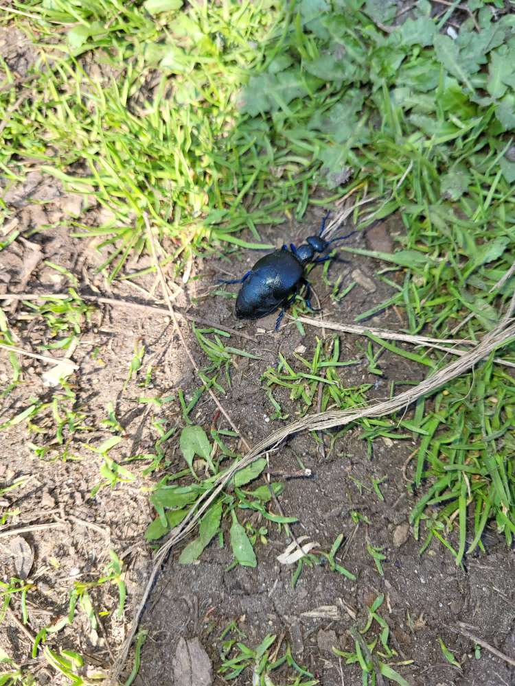 Giftköder-Ölkäfer am Galgenberg-Profilbild