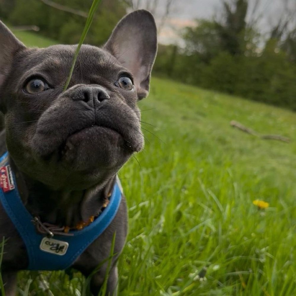 Hundetreffen-Playdate/ gemeinsames gassi gehen-Profilbild
