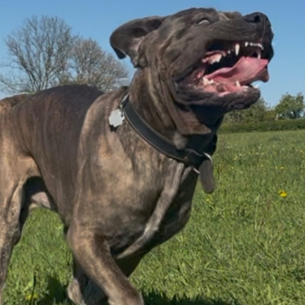 Der lustigste Gesichtsausdruck Banner