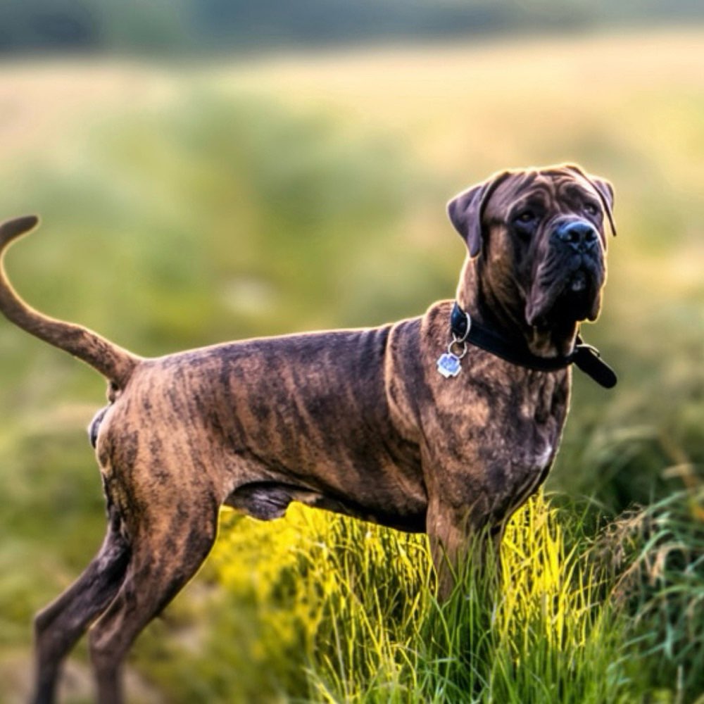 Hundetreffen-Playdate-Profilbild