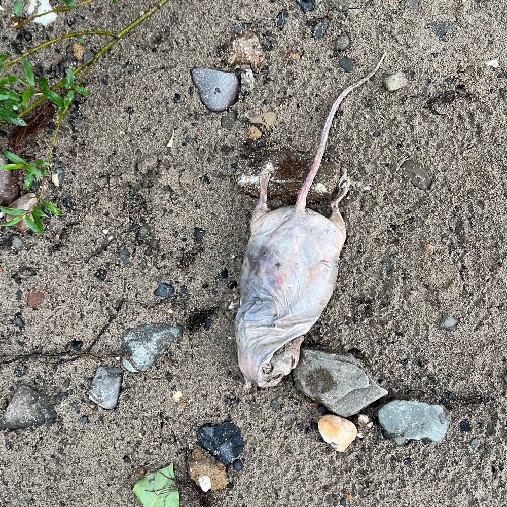 Giftköder-Tote Ratte ohne Fell-Profilbild