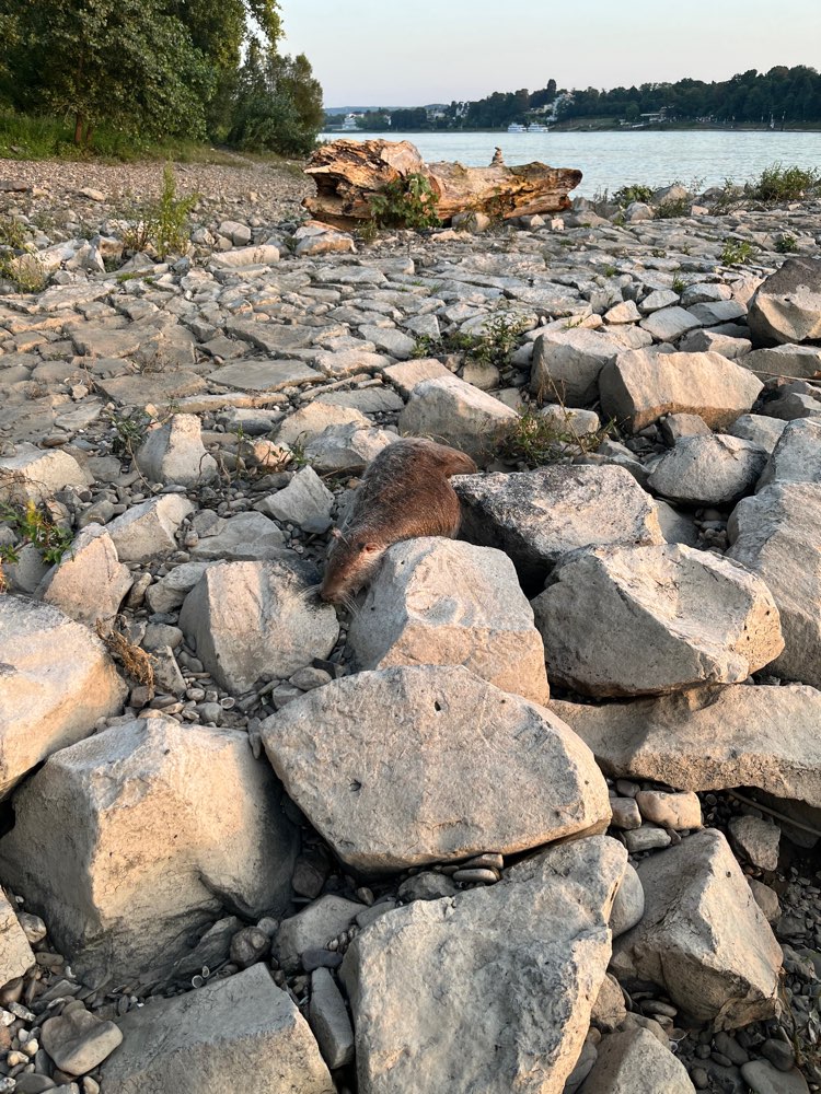 Giftköder-Nutria Kadaver unten am Rhein-Profilbild
