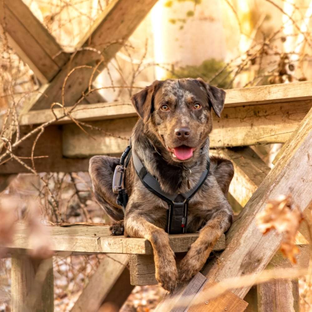 Hundetreffen-gemeinsamer Spaziergang-Profilbild