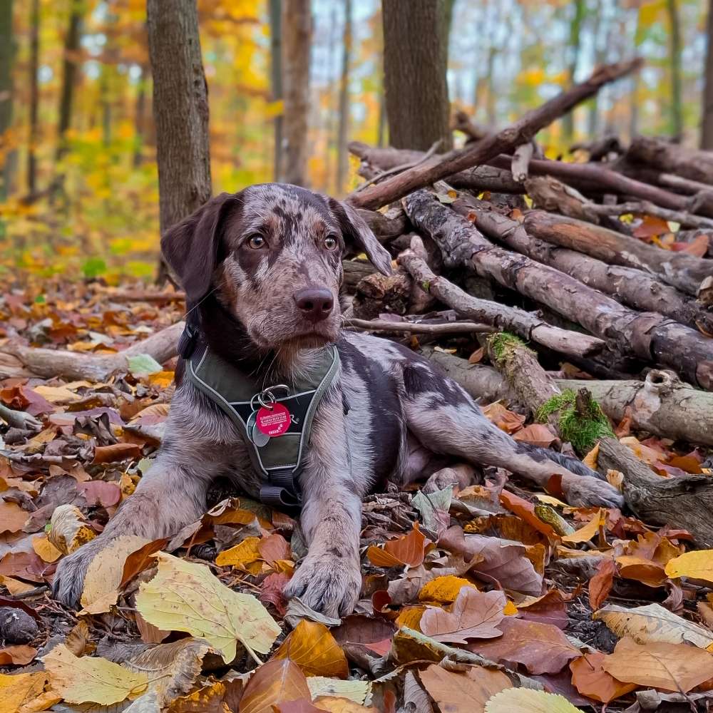 Hundetreffen-gemeinsamer Spaziergang-Profilbild