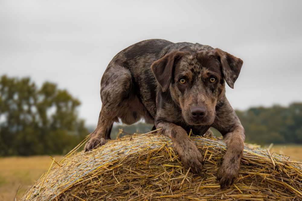 Hundetreffen-Gemeinsames Training-Profilbild