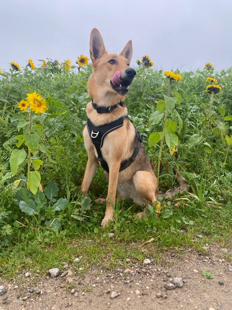 Hundetreffen-Spiel-/Übungstreffen gesucht-Profilbild