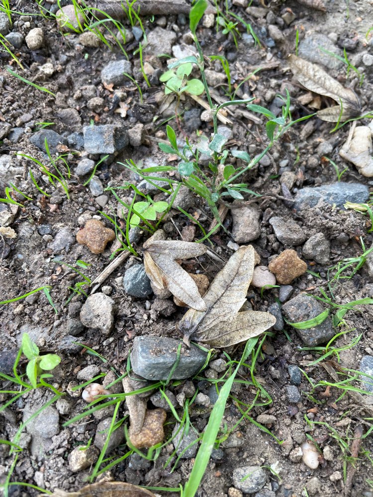 Giftköder-Verstreutes Trockenfutter-Profilbild