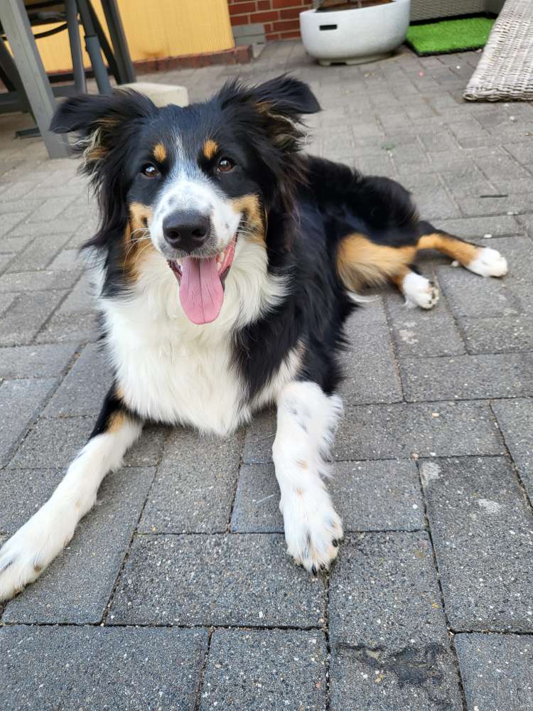 Hundetreffen-Gemeinsame Gassi Runde oder Hundewiese treffen-Profilbild