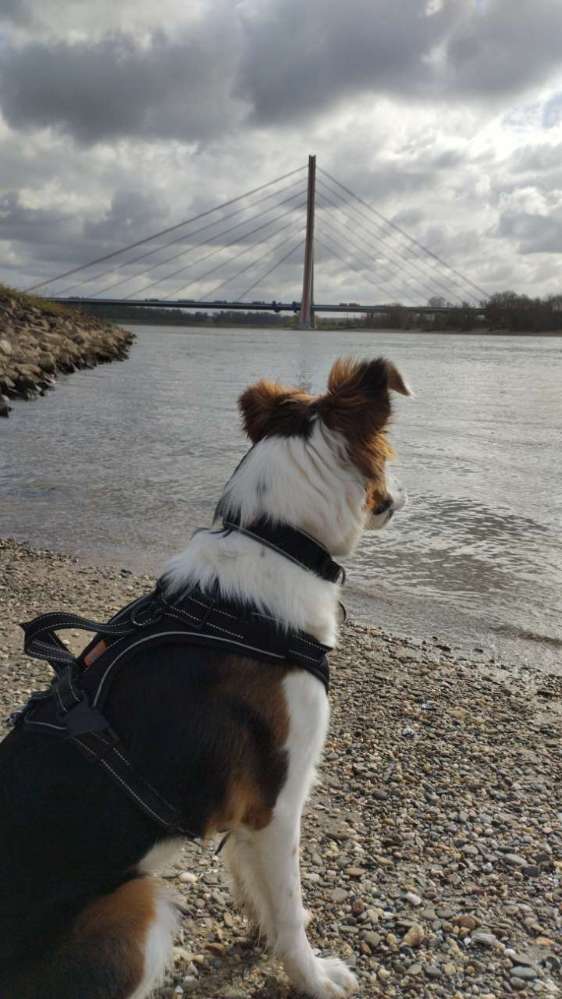 Hundetreffen-Spiele-Treffen am Rhein-Profilbild