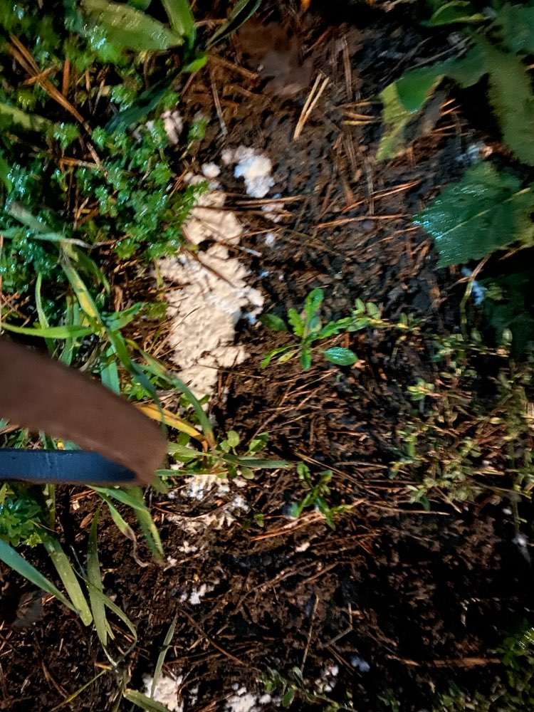 Giftköder-Ev. Giftpulver-Profilbild