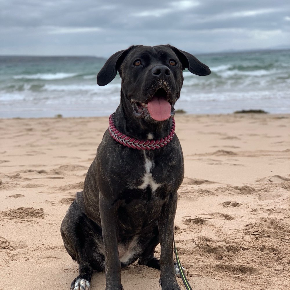 Hundetreffen-Hundefreunde gesucht 🥰-Profilbild