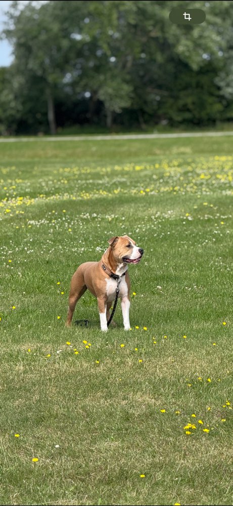 Hundetreffen-Gassi Runde in Damme-Profilbild