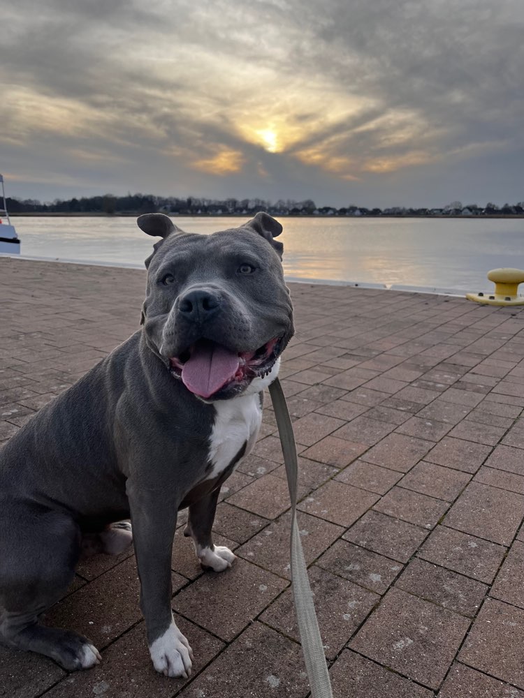 Hundetreffen-Robustes Playdate 🐶-Profilbild