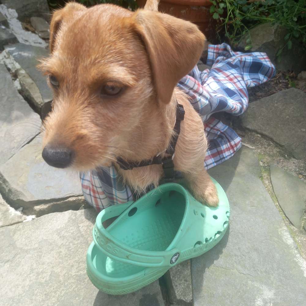 Hundetreffen-Welpenspieltreff-Profilbild