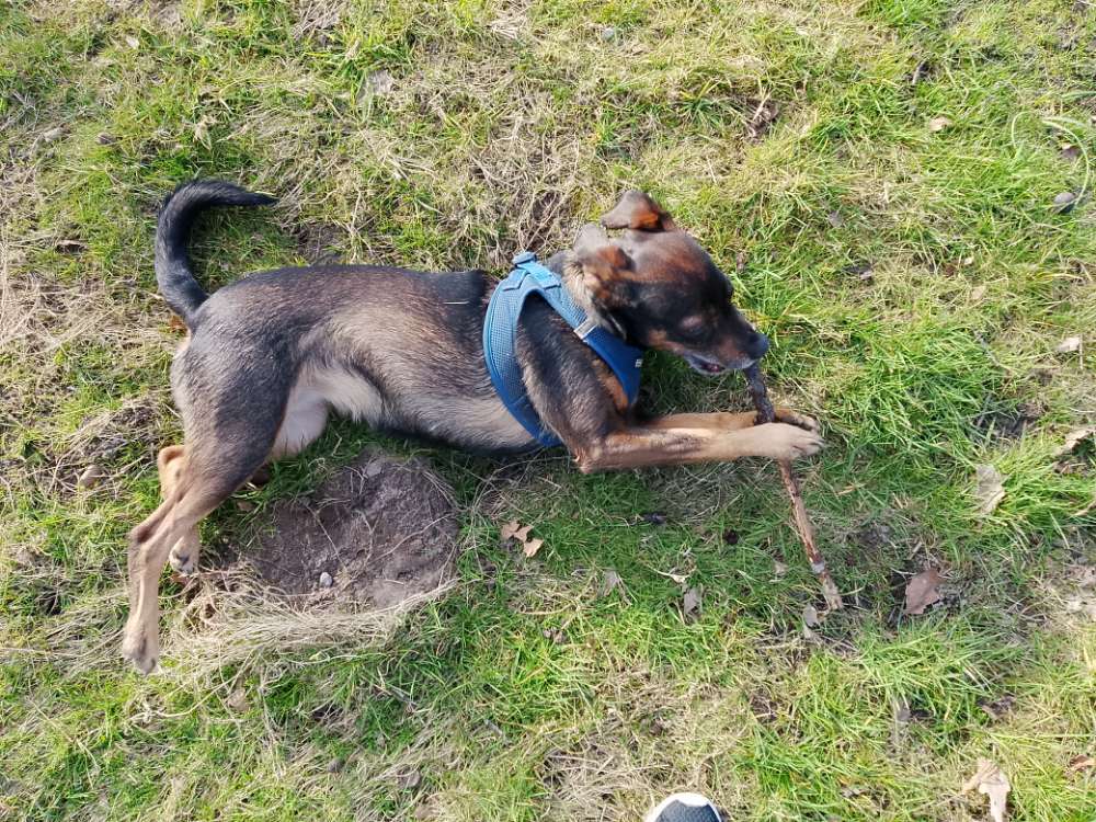 Hundetreffen-Gassi Runde Bremerhaven mitte-Profilbild