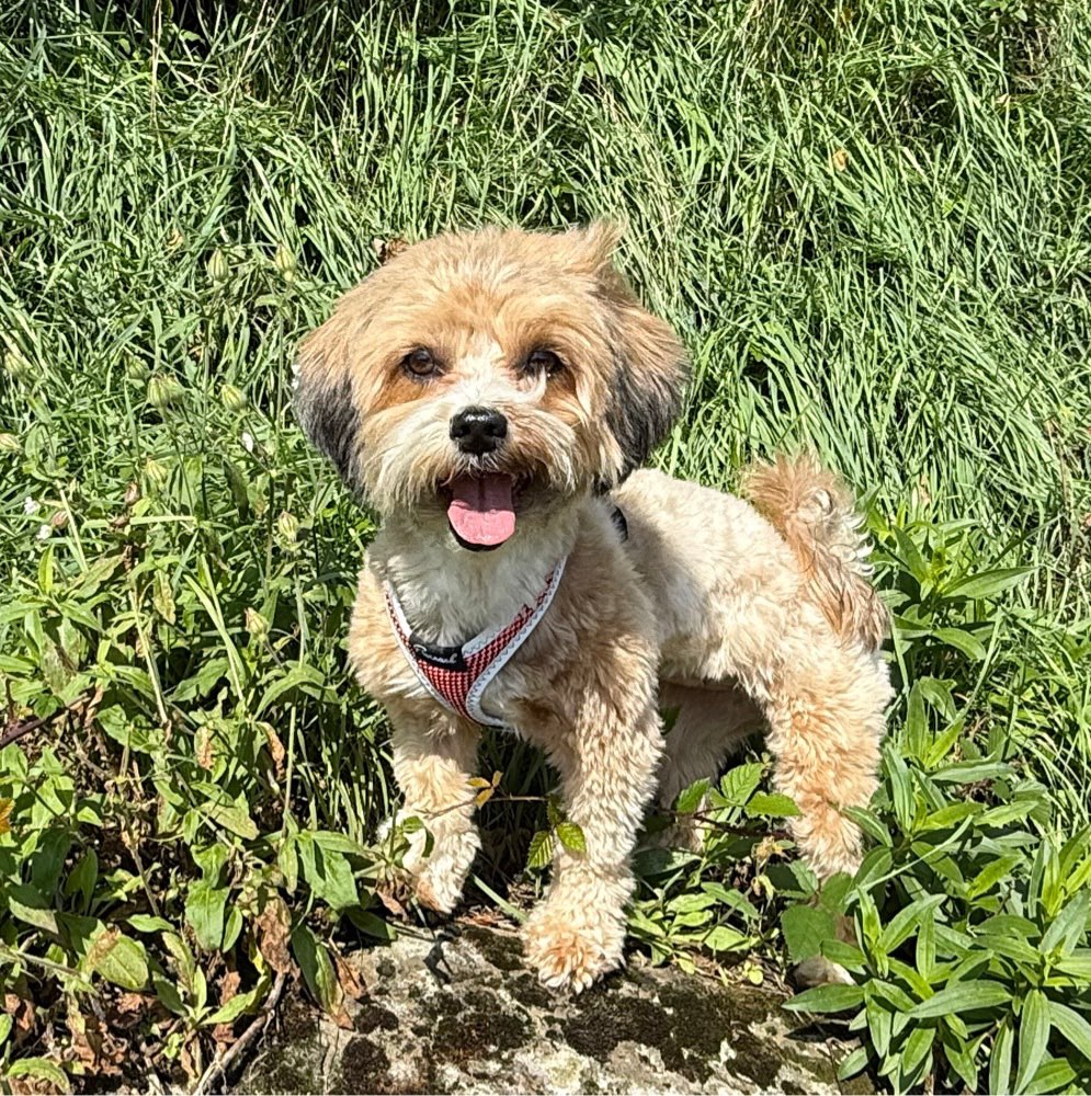 Hundetreffen-Gemeinsamer Spaziergang-Profilbild