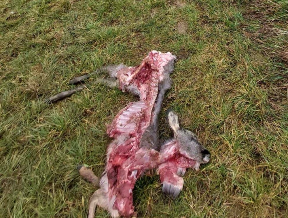 Giftköder-Gerissenes Reh -Wolf?-Profilbild