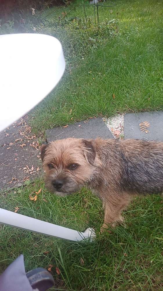 Hundetreffen-Gassibegleitung gesucht-Profilbild