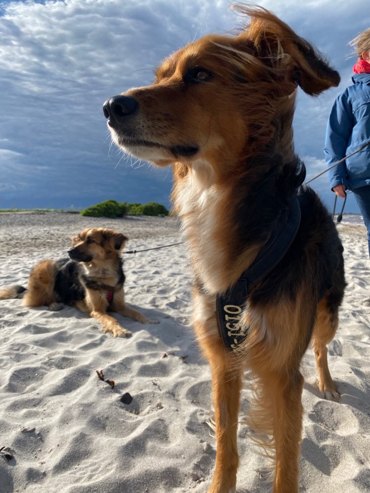Hundetreffen-Gemeinsames Spazierengehen und neue Wege entdecken-Profilbild