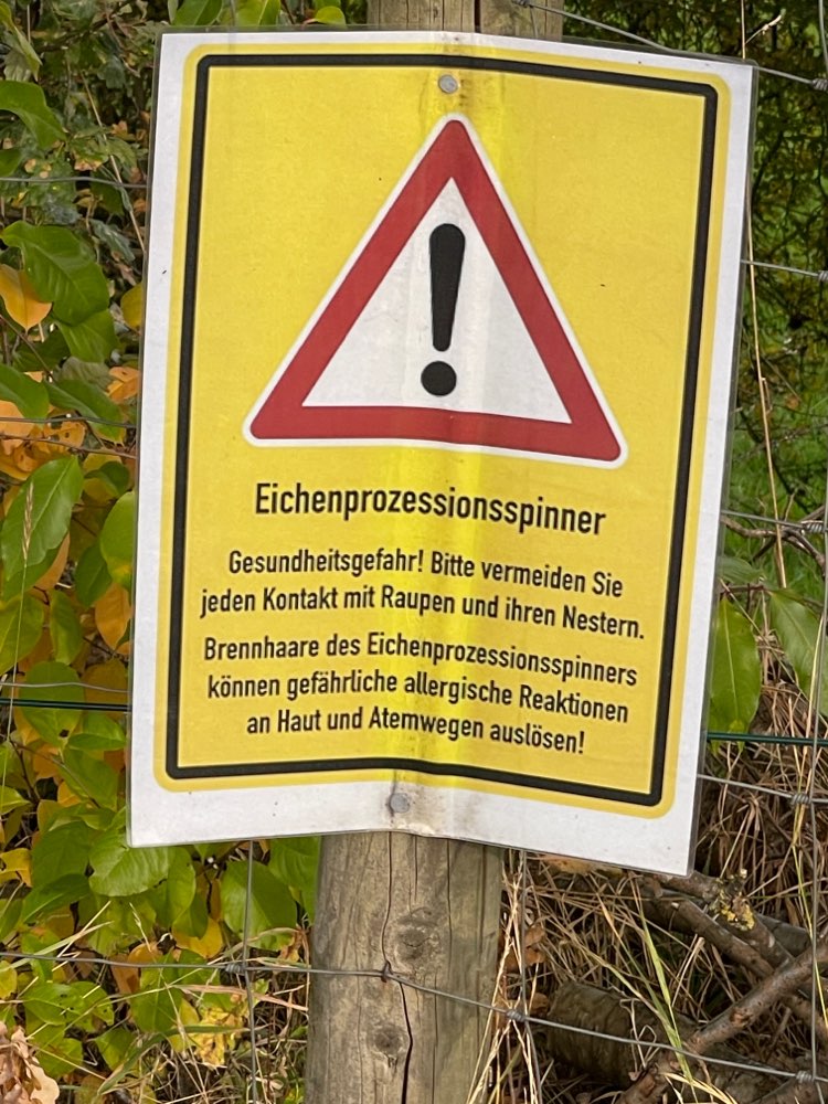 Giftköder-Eichenprozessionsspinner-Profilbild