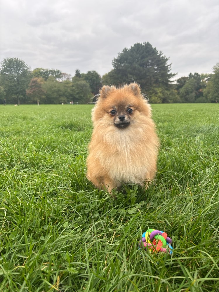 Hundetreffen-8 Monate alter Zwergspitz sucht Spielpartner :)-Profilbild