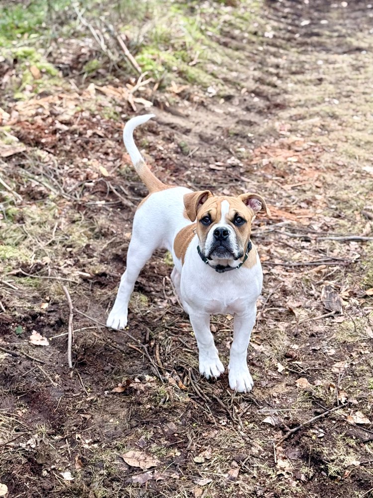 Hundetreffen-Gassi runde-Profilbild