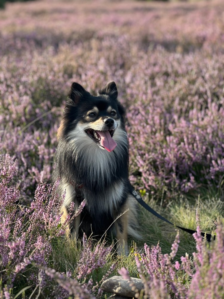 Hundetreffen-Gassitreffen Ottobeuren-Profilbild