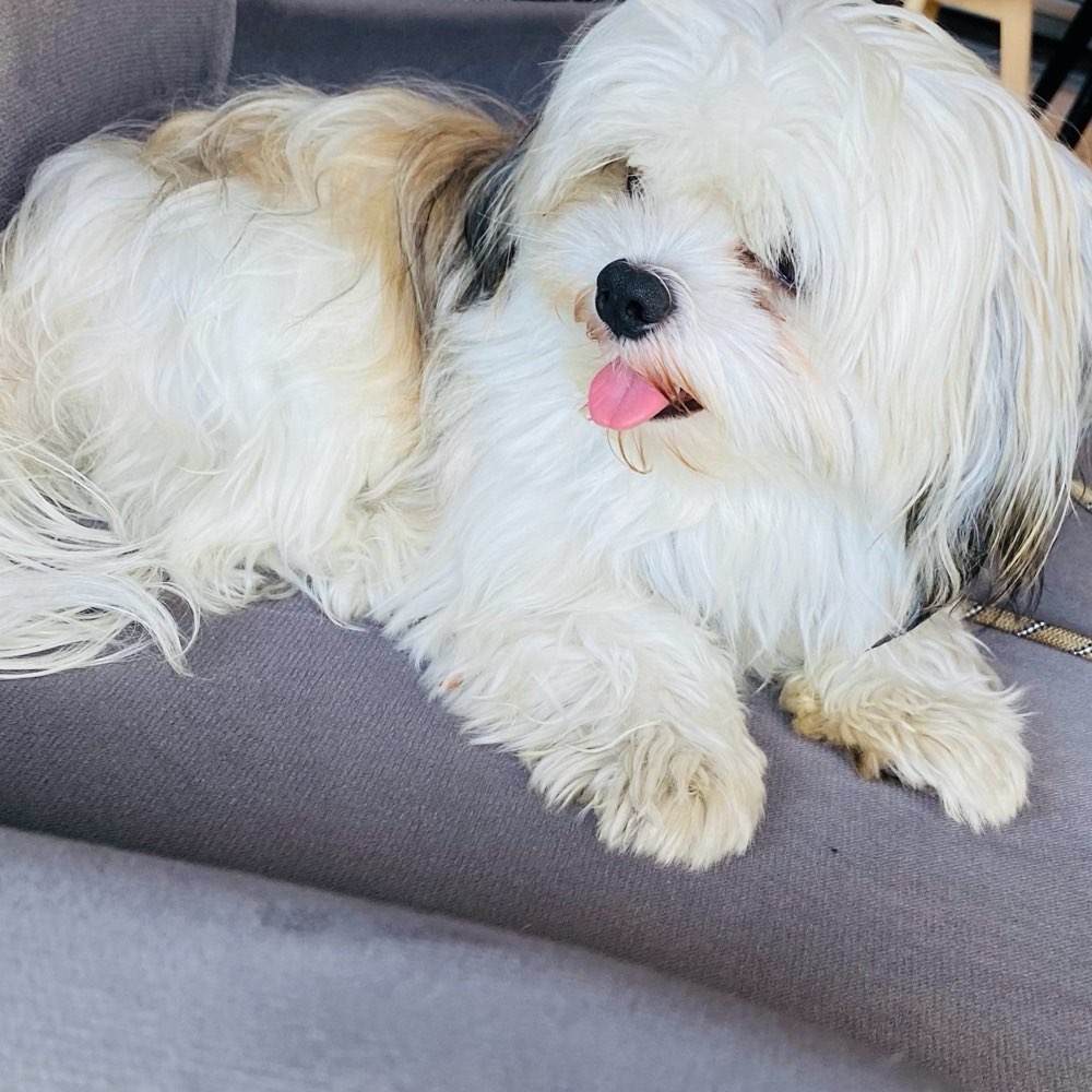 Hundetreffen-Welpentreffen in Tempelhof-Profilbild