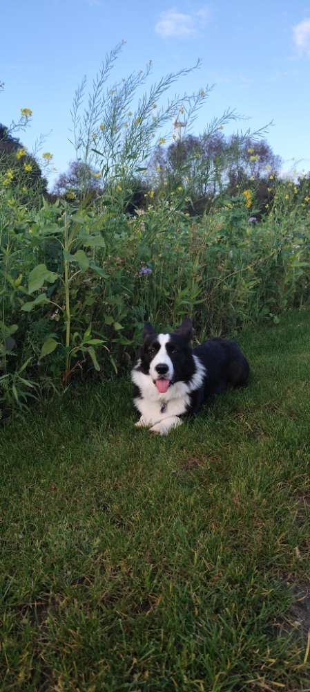 Hundetreffen-Regelmäßiges Gassi oder Spielen-Profilbild