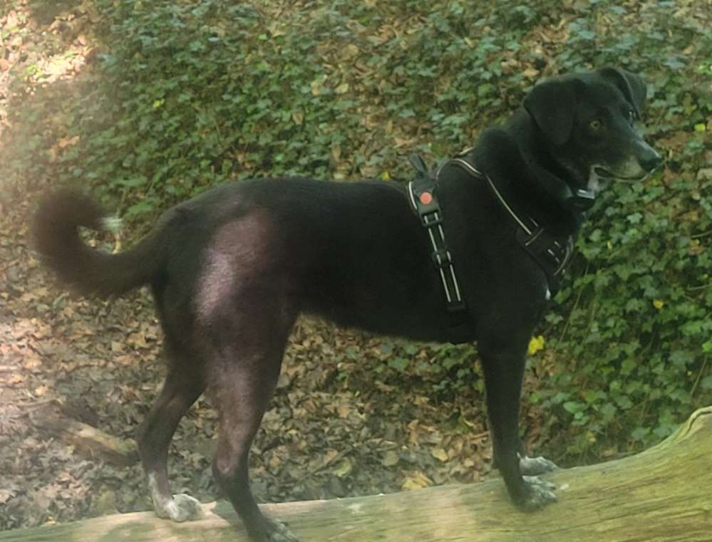 Hundetreffen-Nette Hunde mit netten Besitzern gesucht-Profilbild