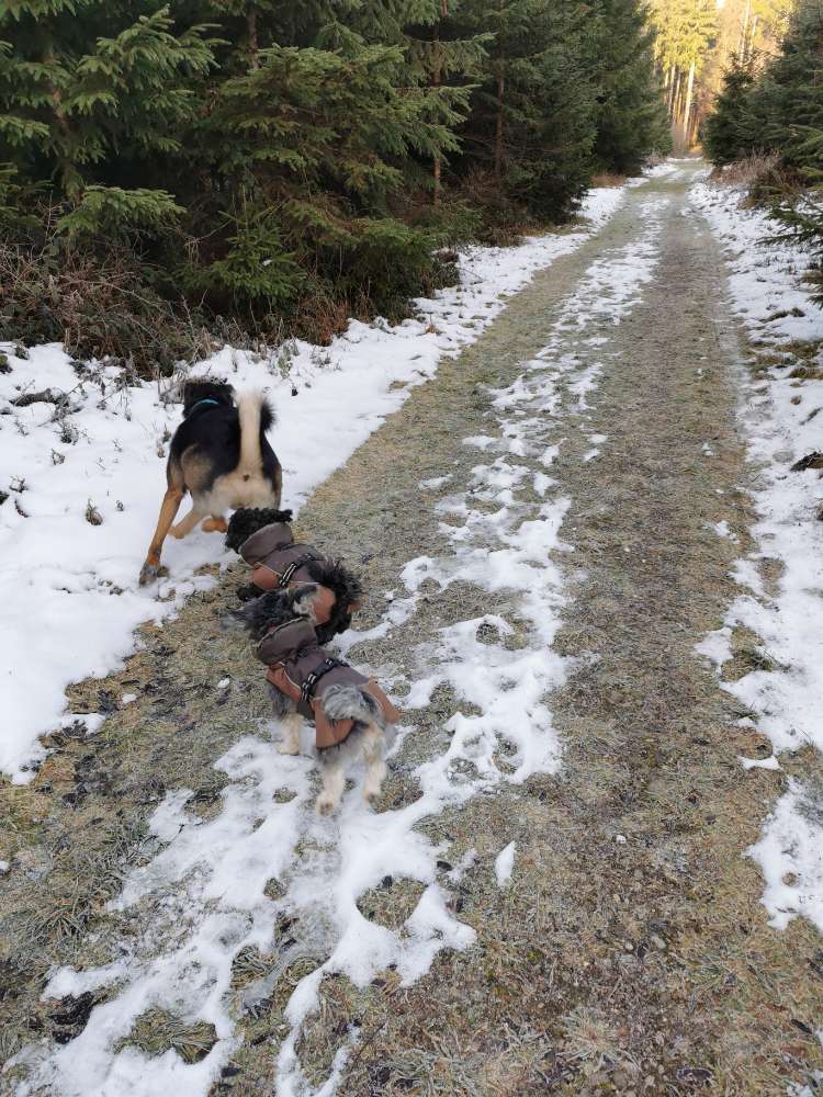 Hundetreffen-Laufen und spielen zw. MM, OA, FÜS-Profilbild