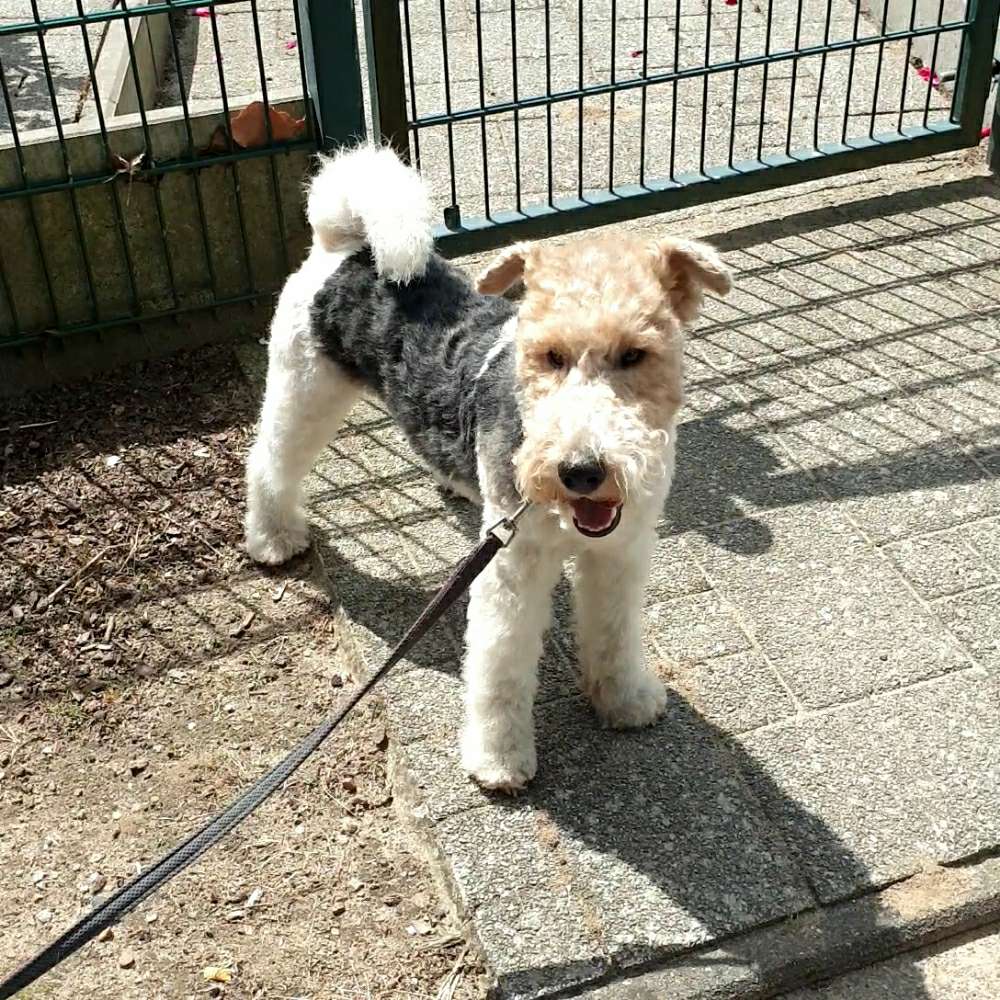 Hundetreffen-Spielerunde oder Gassirunde-Profilbild