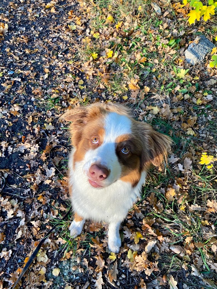 Hundetreffen-Neue Sozialkontakte gesucht-Profilbild