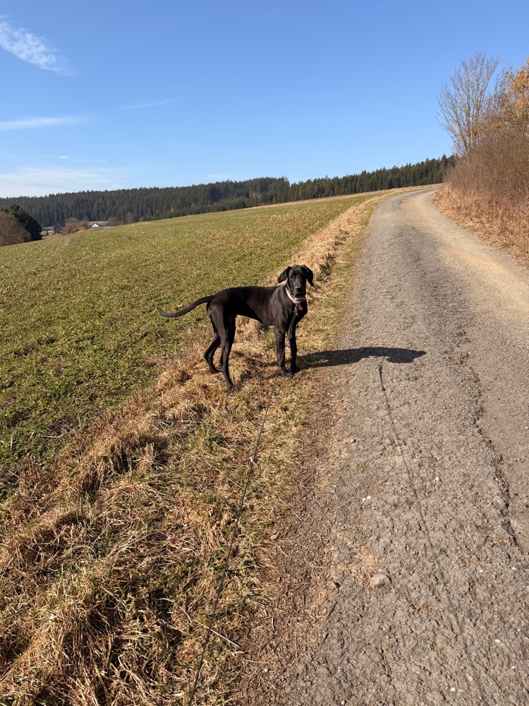 Hundetreffen-Gassi gehen-Profilbild