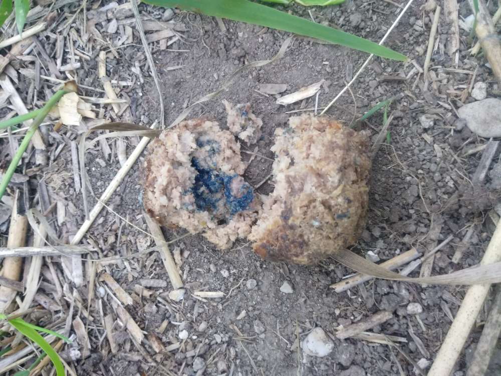 Giftköder-Giftköder-Profilbild