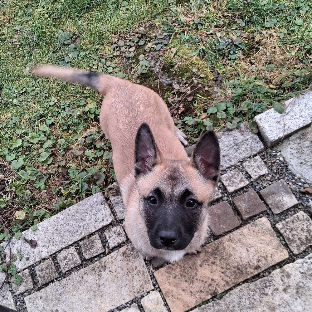 Hundetreffen-Welpensozialisierung-Profilbild