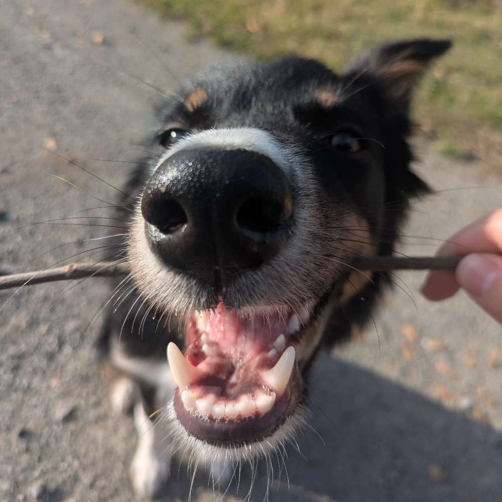 Hundetreffen-Spazieren gehen in Syke/Okel/Weyhe-Profilbild