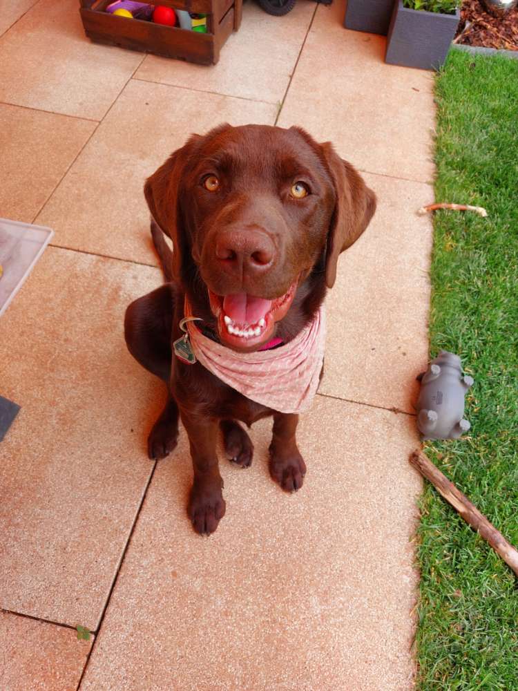 Hundetreffen-Hundesitting-Profilbild