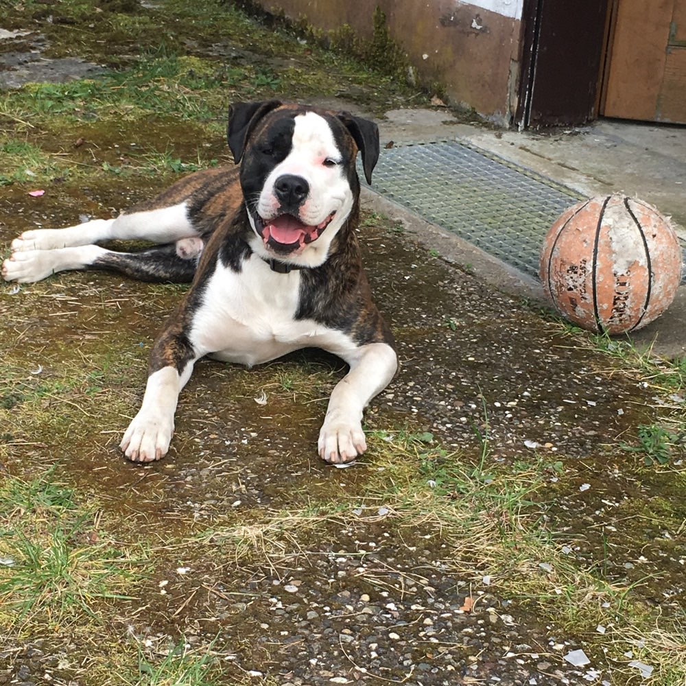 Hundetreffen-Homburg schwarzerweg-Profilbild