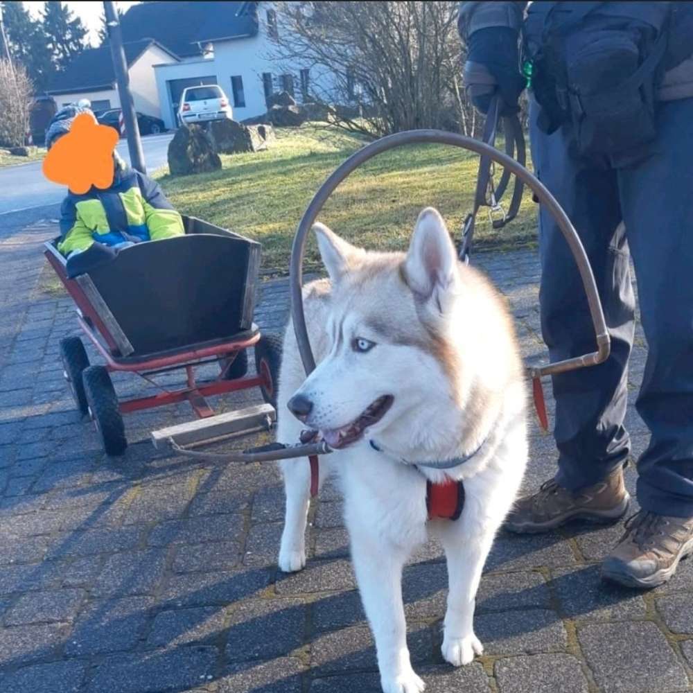 Hundetreffen-Schlittenhundefahrt ( Bollerwagen)-Profilbild