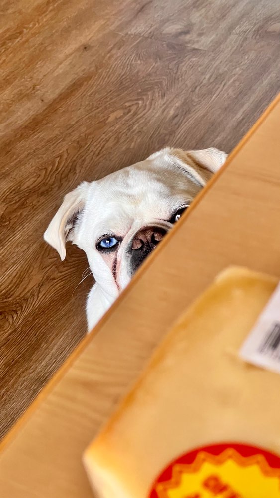 Hundetreffen-Mops möchte neue Gang Mitglieder-Profilbild