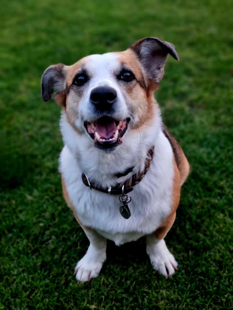 Hundetreffen-Hunde/Spielfreunde gesucht-Profilbild