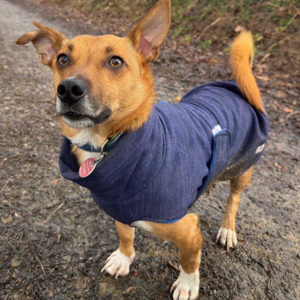 Hundetreffen-Treffen zum Spielen-Profilbild