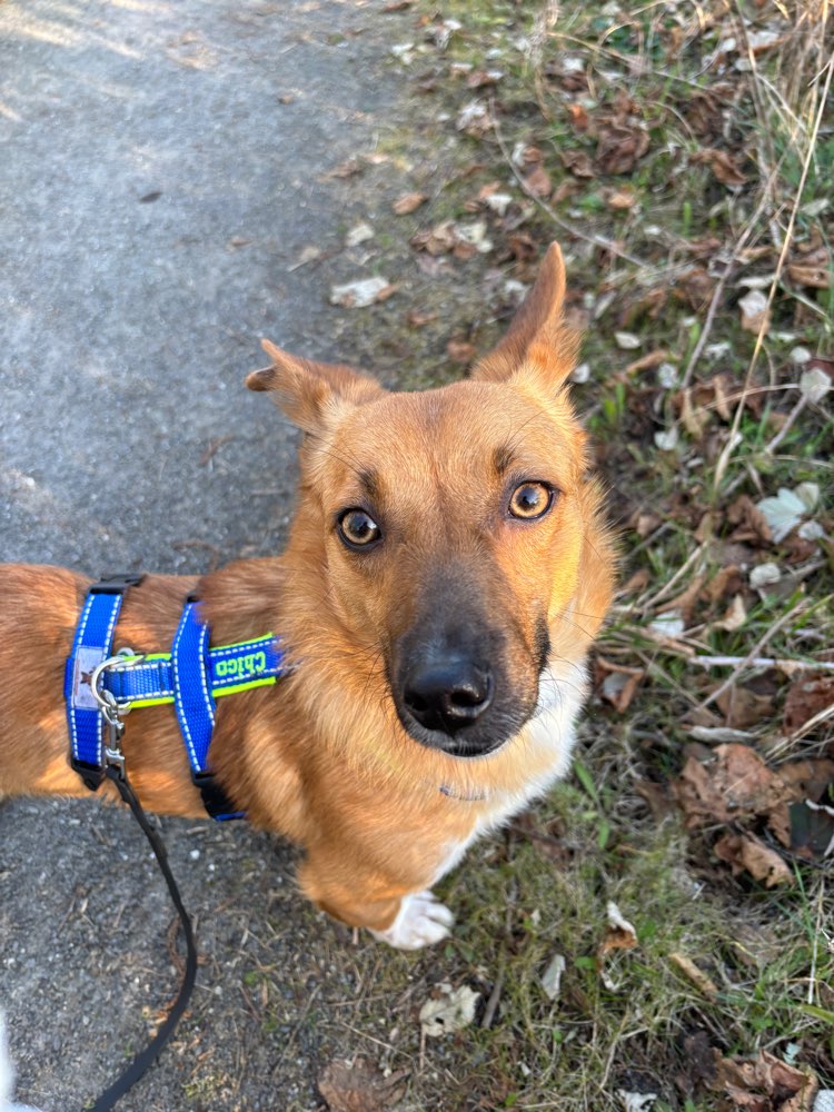 Hundetreffen-Gassi geh Kumpel gesucht-Profilbild