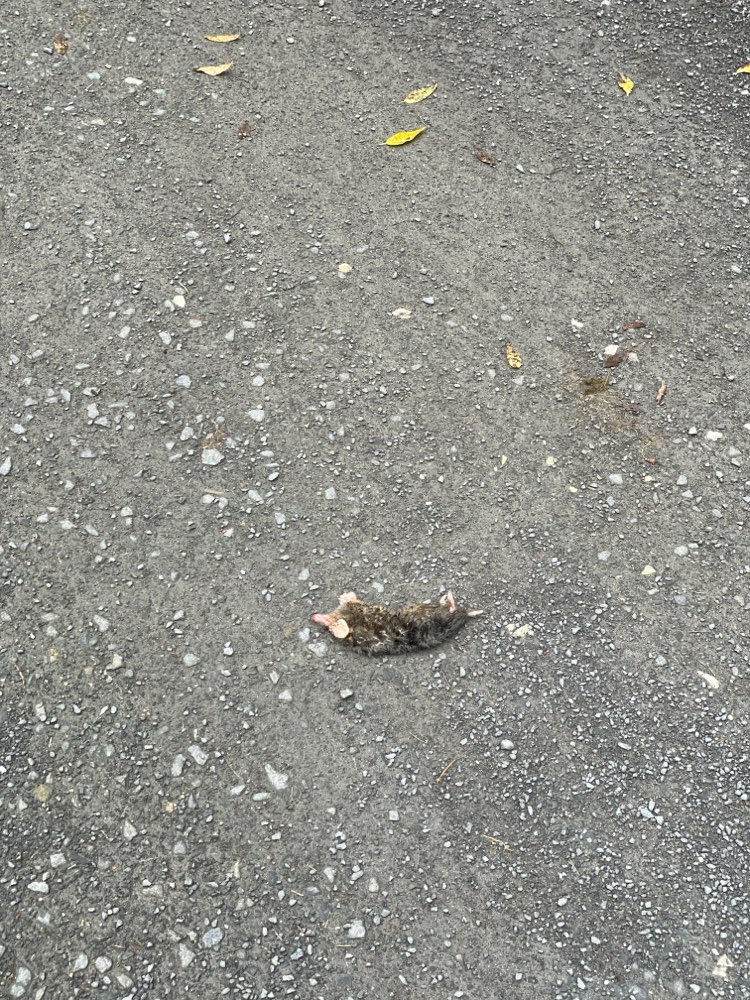 Giftköder-Sehr viele tote Nager-Profilbild