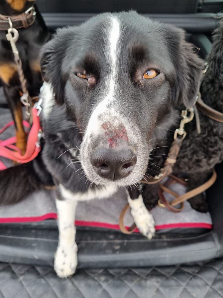 Giftköder-Eventuell Riesenbärenklau-Profilbild