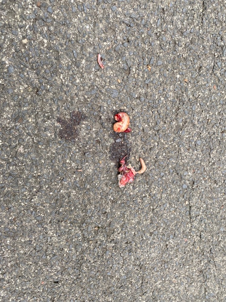 Giftköder-Innereien-Profilbild