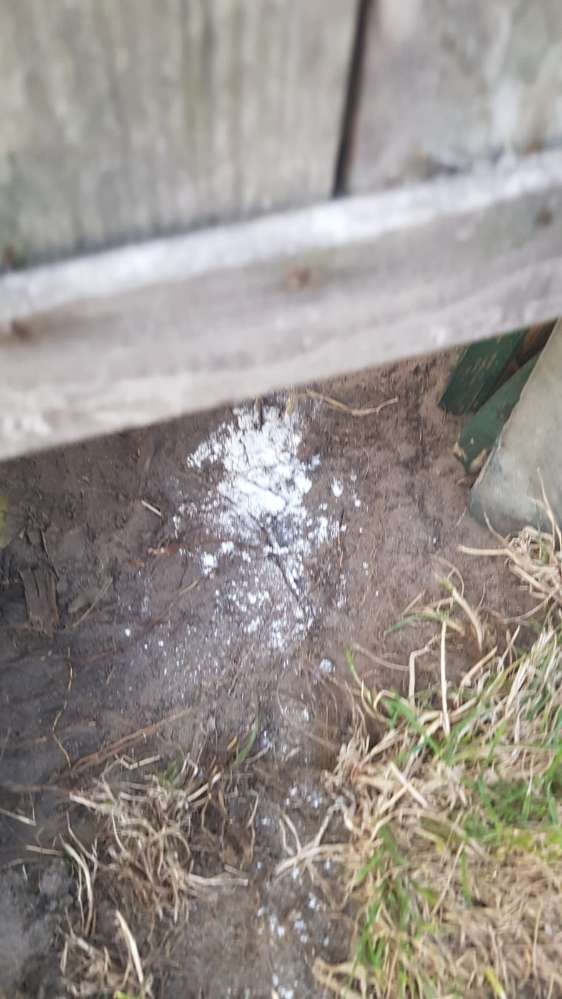 Giftköder-Giftköder, Rattengift-Profilbild