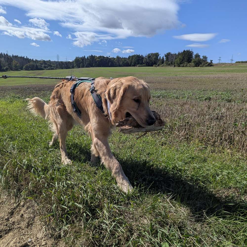 Hundetreffen-Hundefreund für gemeinsame Spaziergänge und Sozialisierung gesucht-Profilbild