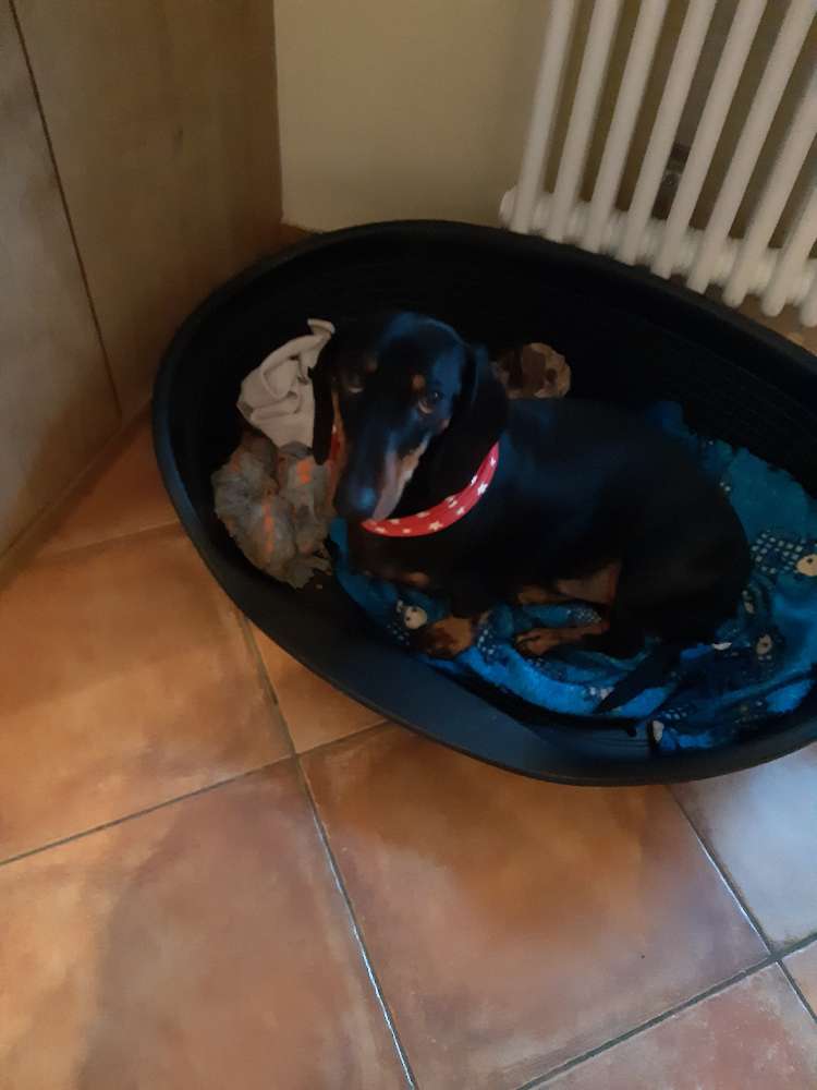 Hundetreffen-Gemeinsames Kennenlernen...-Profilbild